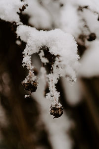 Close-up of frozen plant