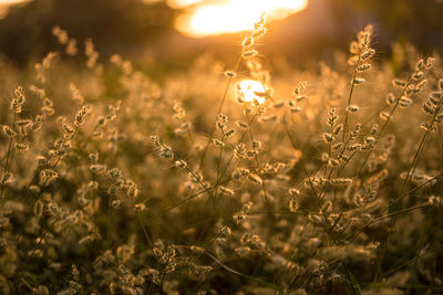 Close-up of flowering plants on field