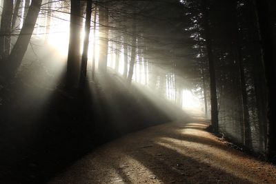 Pathway through a forest with sunlight rays coming in
