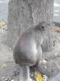 Close-up of monkey sitting on tree trunk