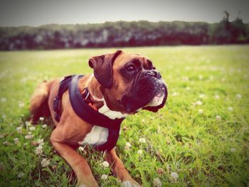 Boxer dog looking away while sitting on grassy field