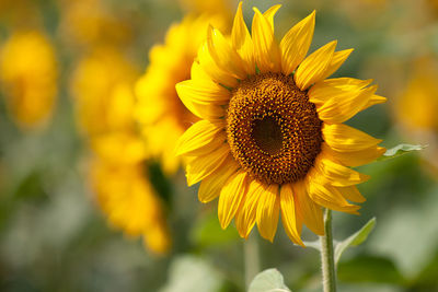 Close-up of sunflower