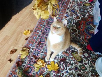 High angle view of cat sitting on flowers