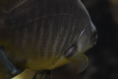 Close-up of fish swimming in aquarium