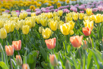 Close-up of yellow tulips in field