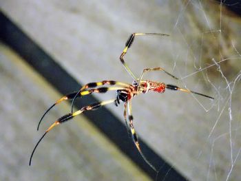 Close-up of spider on web