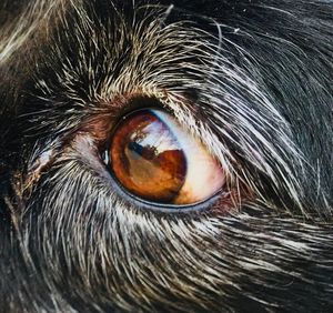 Close-up portrait of a eye