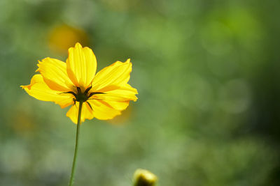 Close-up of yellow cosmos flower