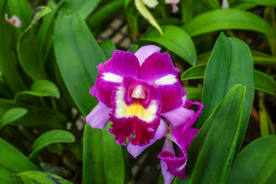 Close-up of pink flowering plant