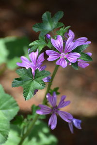 Close-up of purple flowering plant