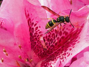 Close-up of insect on flower