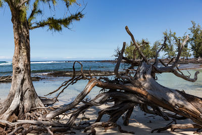 Driftwood on tree trunk at beach against sky