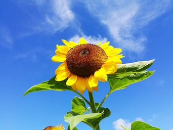 Low angle view of sunflower blooming against sky