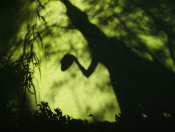 Close-up of shadow on water