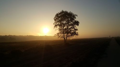 Silhouette tree against clear sky during sunset