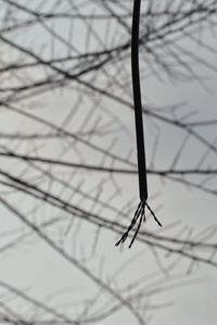 Close-up of insect on plant during winter