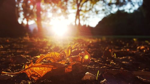 Close-up of dry leaves on field