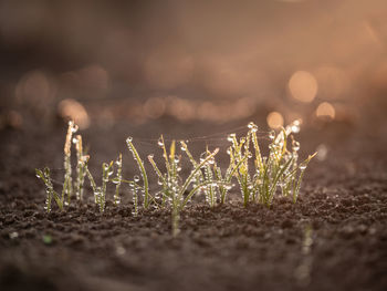 Close-up of wet plants growing on field during sunset