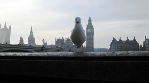 Seagull perching on retaining wall by big ben against sky