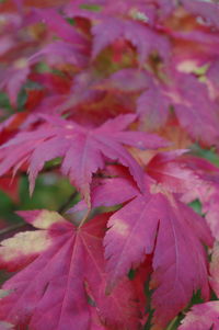 Full frame shot of pink flowers