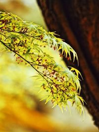 Close-up of leaves on tree