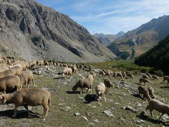 Flock of sheep on a mountain