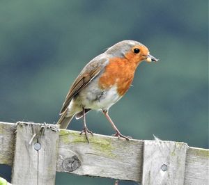 Close-up of bird perching on wooden post