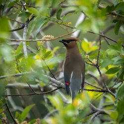 Close-up of waxwing perching on tree