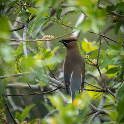 Close-up of bird perching on tree