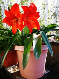 Close-up of red flowers