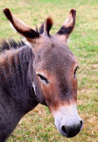 Close-up portrait of horse