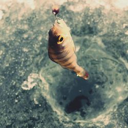 Close-up of fish swimming in sea