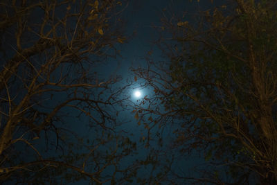 Silhouette trees against sky at night