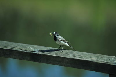 Close-up of bird perching on wooden fence