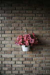 Pink flowers blooming on brick wall