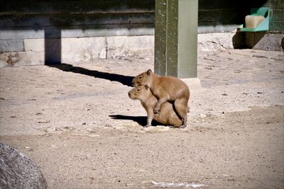 Two hippopotamuses has fun in coprn hagen zoo.