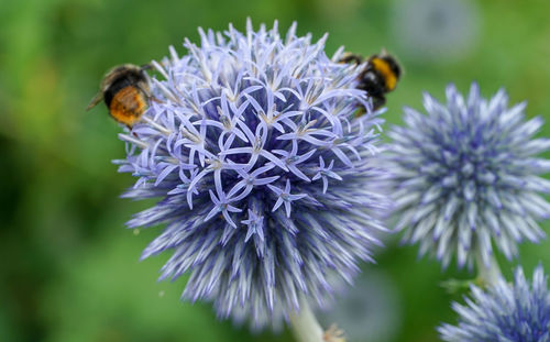 Honey bee pollinating on purple flower