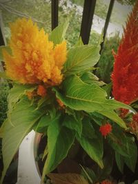 Close-up of orange flowers blooming outdoors