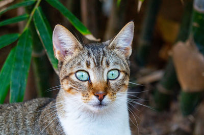 Portrait of tabby cat