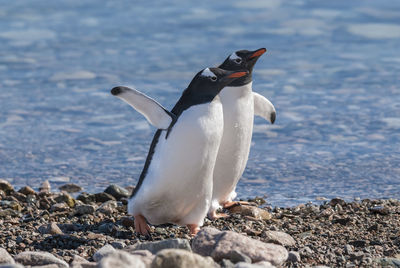 Penguin on beach