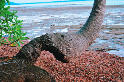 Close-up of lizard on tree trunk at beach