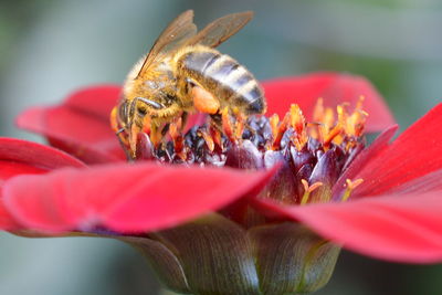 Close-up of insect on flower