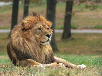Lion sitting in a field