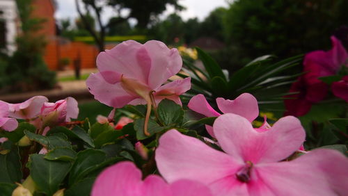 Close-up of pink flowers blooming outdoors