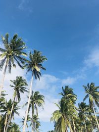 Low angle view of palm tree against sky