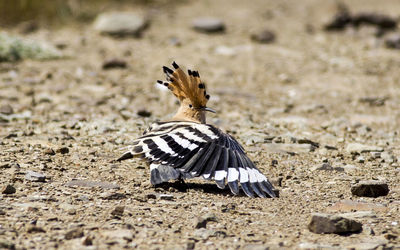 Close-up of hoopoe perching on land