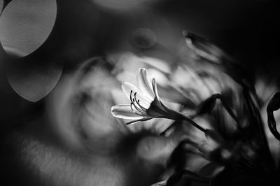 Close up of plant against blurred background