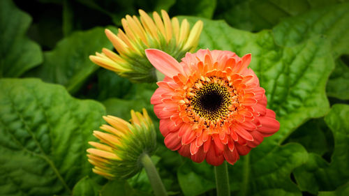 Close-up of red flower