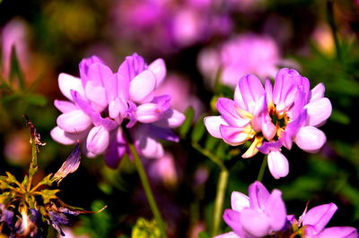 Close-up of pink flowers