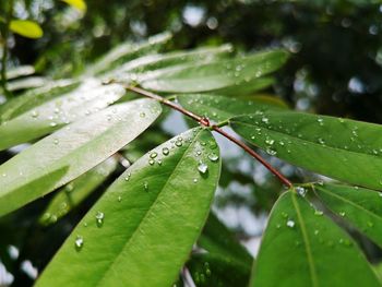 Close-up of wet plant leaves during rainy season